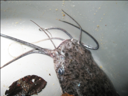 clarias?